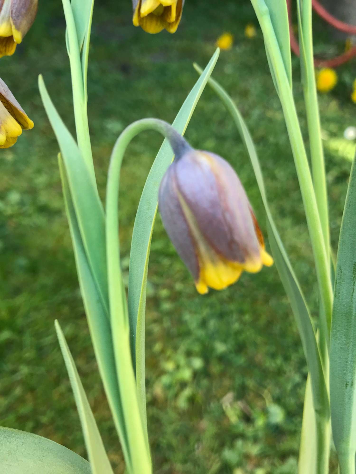 Assyrianpikarililja 'Uva-Vulpis'